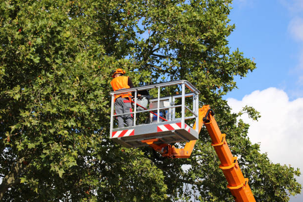 Dothan, AL Tree Removal Company