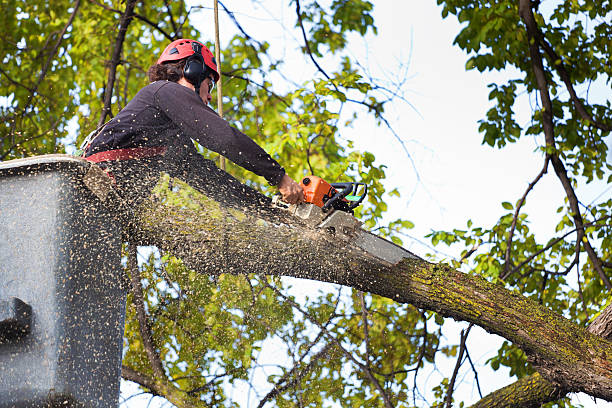 How Our Tree Care Process Works  in  Dothan, AL